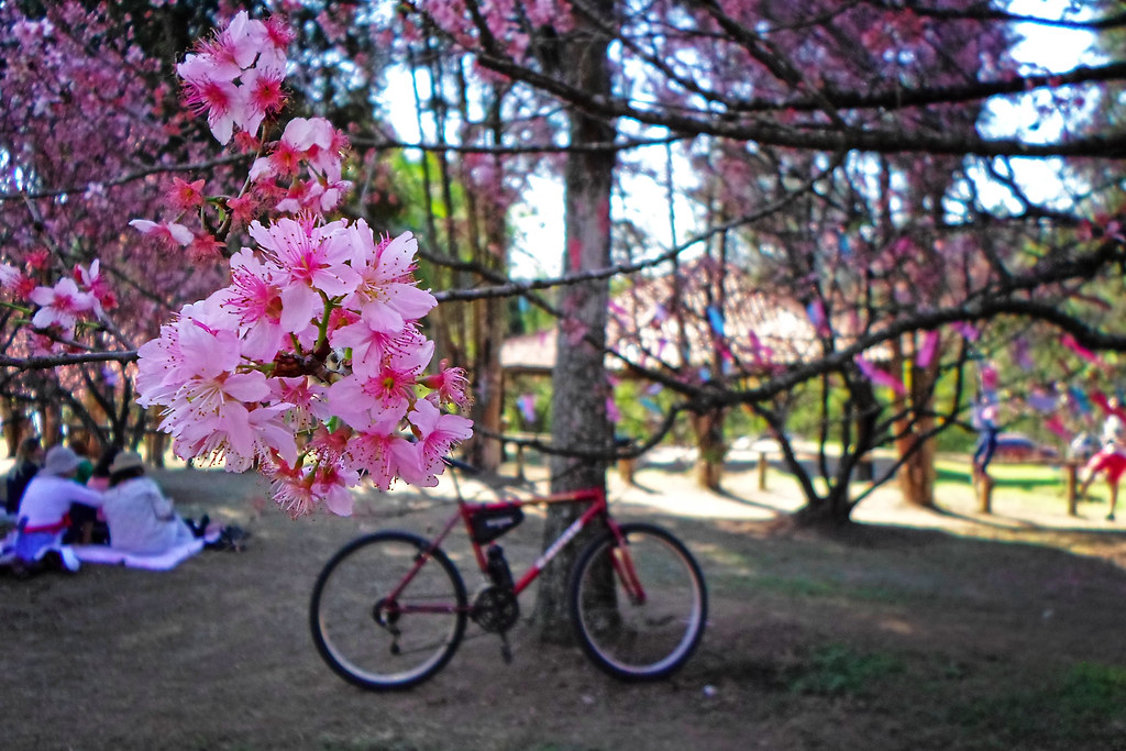 Parque do Carmo Cerejeiras