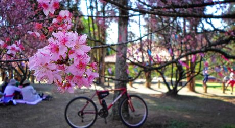 Parque do Carmo Cerejeiras