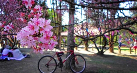 Parque do Carmo Cerejeiras